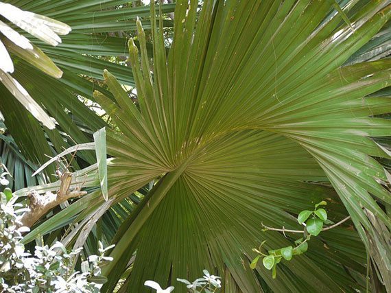 ลานวัด Corypha umbraculifera L. <br/>Arecaceae
